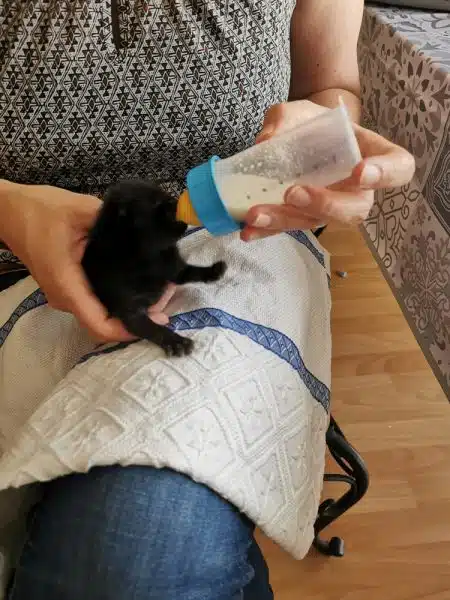Un chaton tout noir qui boit le biberon sur mes genoux. Ses yeux ne sont pas encore ouverts.