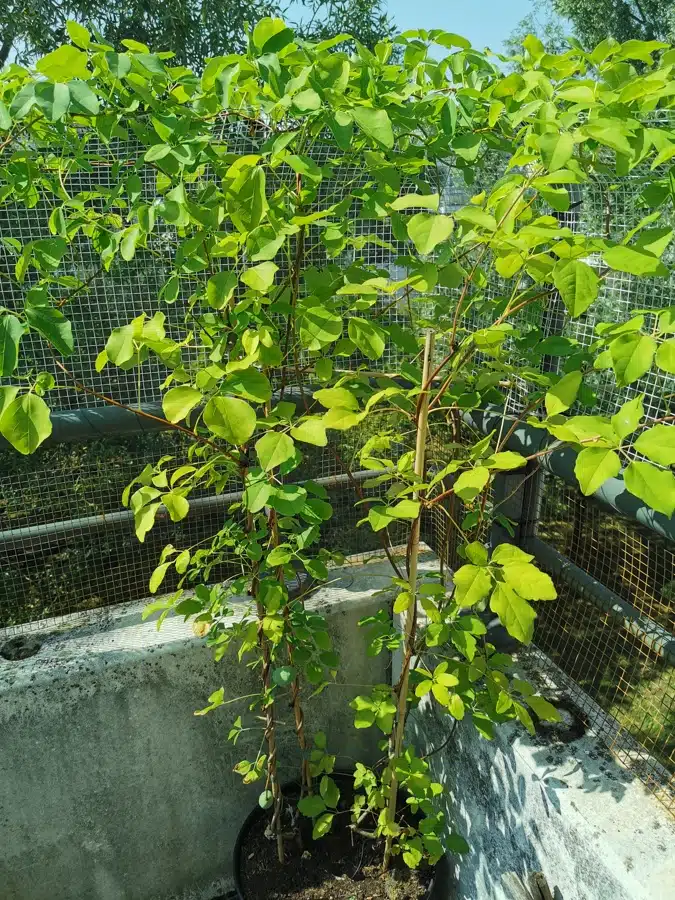 Akébie à 5 feuilles en plein épanouissement. Il y a même des fruits pas encore mûrs.